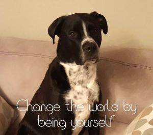 Saint bernard english mastiff mix