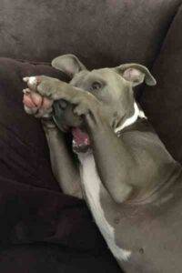 Cali blue nosed pitbull adoption san diego ca (2)