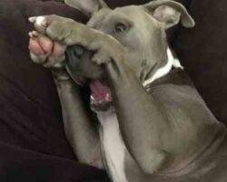Cali blue nosed pitbull adoption san diego ca (2)