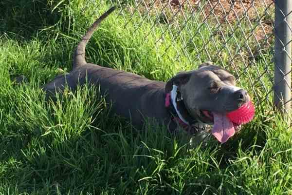 Cali blue nosed pitbull adoption san diego ca (2)