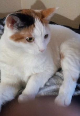 Cute mostly white cat with calico markings on head