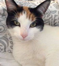 Calico Cat For Adoption Martinez CA 2