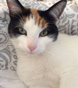 Rehomed – lola – stunning calico cat, 2, martinez, ca