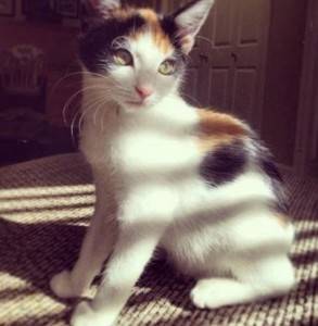 Calico cat for adoption martinez ca 2