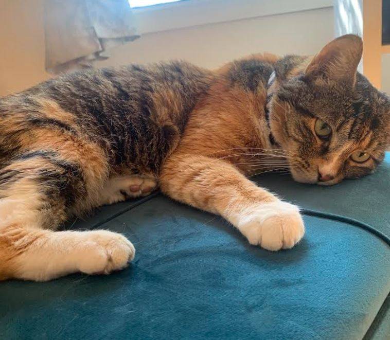 Calico cat for adoption near san jose ca