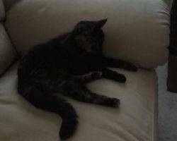 Calico cat for adoption philadelphia