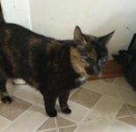 Calico Cat For Adoption Philadelphia 4