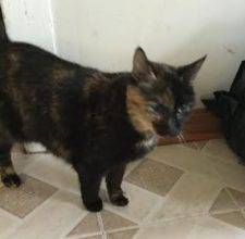Calico Cat For Adoption Philadelphia 4