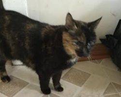 Calico cat for adoption philadelphia 4