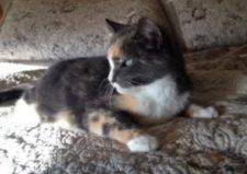 Calico Cat For Adoption in El Cajon 2