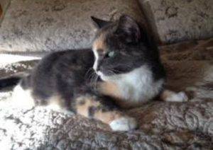 Rehomed – beautiful baby – sweet senior calico cat found quiet, loving home in san diego california