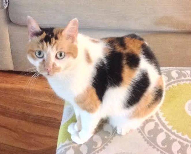 Calico Cat For Adoption in Florida
