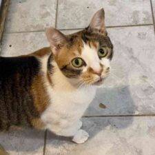 Calico Cat For Adoption In Plano Texas - Bella 1 (1)
