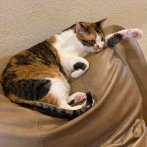 Calico cat for adoption in plano texas - bella 1 (1)