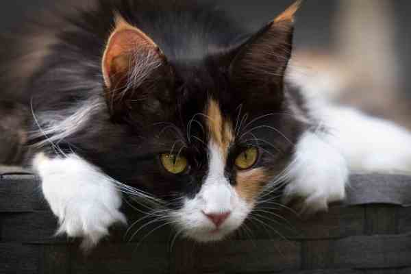 Calico cat for adoption in newbury park