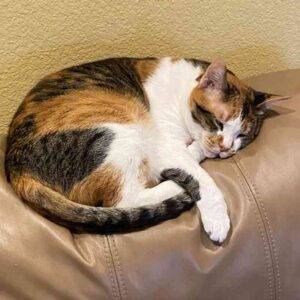 Calico cat for adoption in plano texas - bella 1 (1)