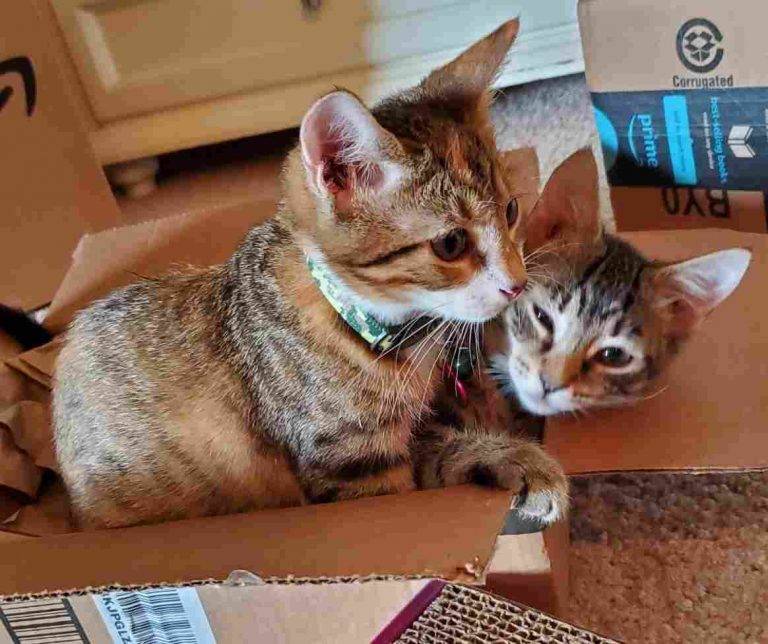 Adorable 7 mo calico tuxedo kittens for adoption in jacksonville fl – meet ducait & genevieve