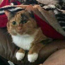 Callie Tuxedo Calico Cat Adoption Huntsville Texas 1
