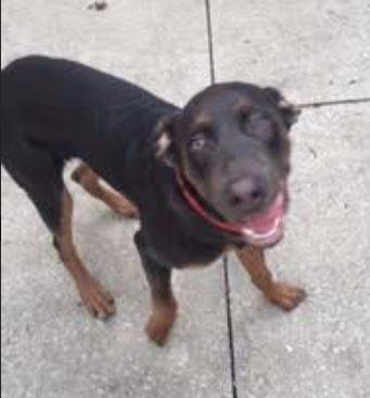 Adopted – cane corso doberman pinscher mix puppy stow, ohio