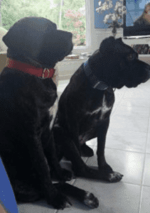 Two cane corso sisters for adoption in raleigh nc – adopt lucy and savannah
