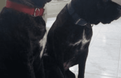 Two Cane Corso Sisters For Adoption in Raleigh NC – Adopt Lucy and Savannah