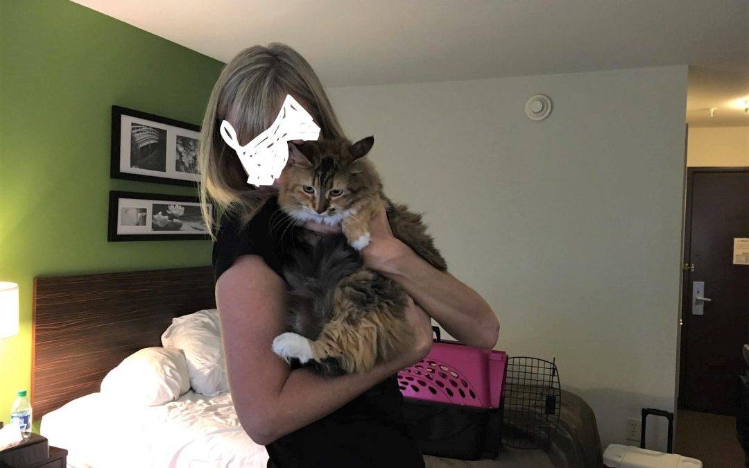 Cresco IA – Stunning Maine Coon Mix Cat For Private Adoption – Meet Taffy