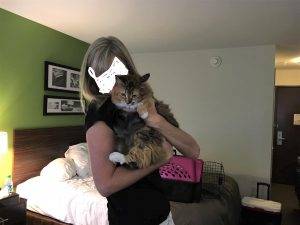 Cresco ia – stunning maine coon mix cat for private adoption – meet taffy