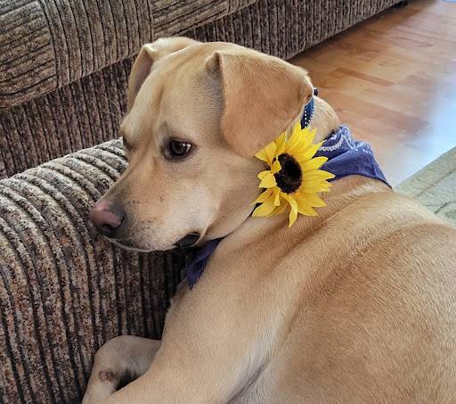 Handsome lab pitbull terrier mix for adoption in san diego - supplies included - adopt cap