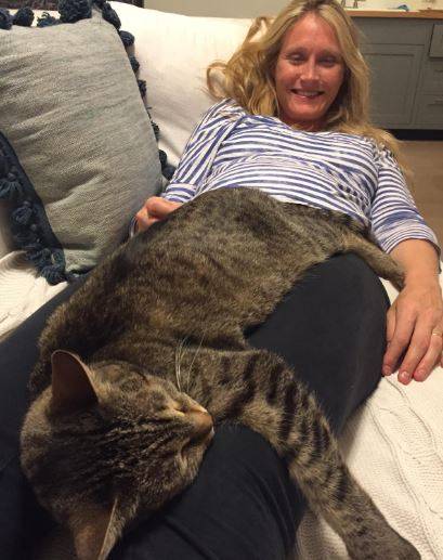 Caprica - affectionate tabby cat for adoption la 2