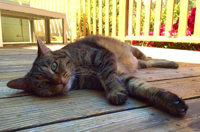 Caprica - affectionate tabby cat for adoption la 3