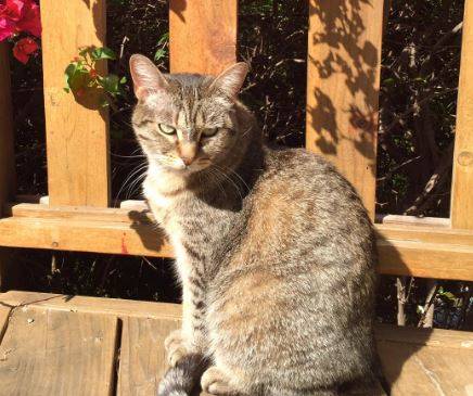 Cute Caprica – Very Affectionate Female Tabby Cat Seeks Only Pet Home – Supplies Included – Los Angeles, CA