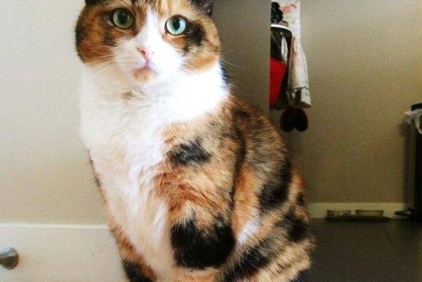 ADOPTED – Exquisite Naya – Beautiful, Affectionate Tuxedo Calico   NYC Area