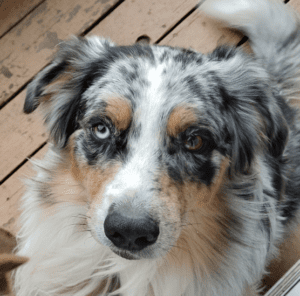 Adopted australian shepherd dog adopted in orlando apopka florida – meet sinatra