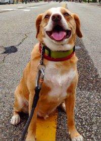 Sam - Beagle Mix Dog For Adoption Long Beach CA