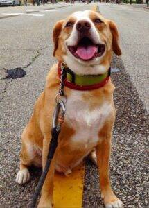 Long beach ca – beagle mix dog for private adoption – meet sam