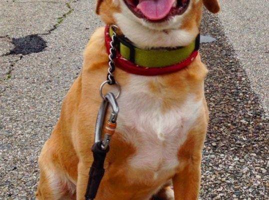 Long Beach CA – Beagle Mix Dog For Private Adoption – Meet Sam