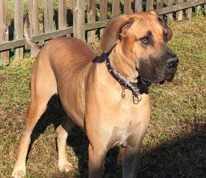 Photo Cara great dane for adoption tampa florida 1
