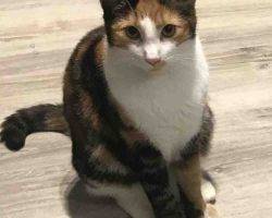 Caramel polydactyl calico kitten adoption houston 2