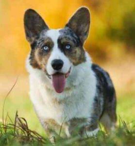 Cardigan welsh corgi dog 1