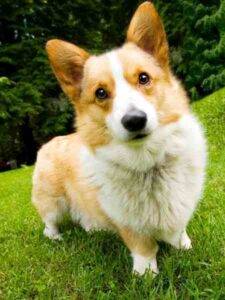Cardigan welsh corgi for adoption in north carolina