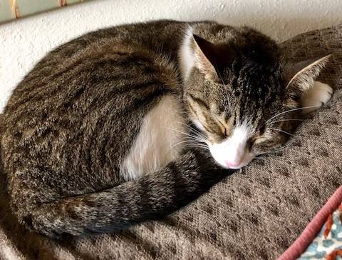 Carlotta - tabby and white cat for adoption in miami florida 1