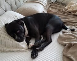 Carter - black and white male boxer pit bull mix dog for adoption oceanside ca