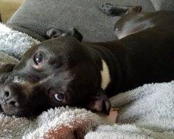 Carter - black and white male boxer pit bull mix dog for adoption oceanside ca