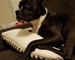 Carter - black and white male boxer pit bull mix dog for adoption oceanside ca