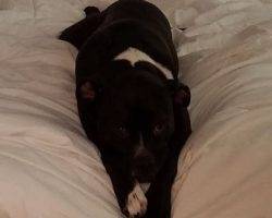 Carter - black and white male boxer pit bull mix dog for adoption oceanside ca