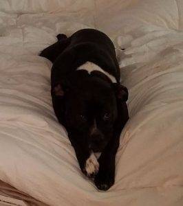 Carter - black and white male boxer pit bull mix dog for adoption oceanside ca