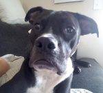 Carter - black and white male boxer pit bull mix dog for adoption oceanside ca