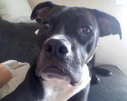 Carter - black and white male boxer pit bull mix dog for adoption oceanside ca