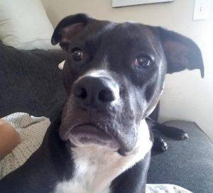 Carter - black and white male boxer pit bull mix dog for adoption oceanside ca
