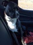 Carter - Black And White Male Boxer Pit Bull Mix Dog For Adoption Oceanside CA
